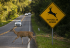 Animais em rodovias do ES: projeto de lei busca reduzir atropelamentos e acidentes