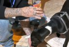 CPI dos Maus-Tratos acompanha caso de agressão contra cachorro em Cachoeiro