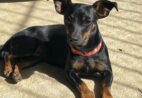 Cadê a Nicki? Família procura cachorra desaparecida em Cachoeiro e oferece recompensa