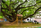 Pracinha dos Macacos vira Patrimônio Cultural de Cachoeiro