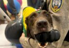 Morre Sindy, heroína de quatro patas da Polícia Militar no ES