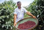 Agro capixaba consolida evolução com inovação e desenvolvimento