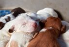 Alegre promove feira de adoção de pets no próximo sábado (13)