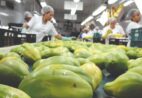 Espírito Santo lidera exportações de pimenta, gengibre e mamão