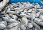 Maior unidade de beneficiamento de pescado do ES será capaz de processar 20 t/dia