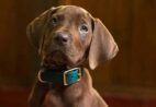 ‘Scooby-Doo’: Netflix revela cachorro que protagonizará novo live-action em vídeo