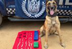 Cão farejador localiza quase 2 kg de drogas em Itapemirim