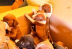 Cães resgatados em Marataízes esperam por adoção responsável