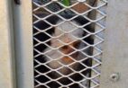Polícia encontra macaco-sagui e outras espécies em cativeiro irregular no ES