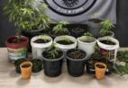 PM encontra estufas e apreende 25 pés de maconha em Guaçuí