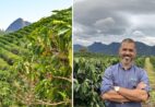 O maior erro que os produtores de café cometem ao tentar mecanizar lavouras em montanhas