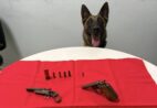 Cadela da Alga encontra armas durante operação no Sul do ES