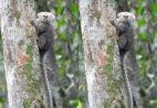 Sagui raro ameaçado de extinção morre atropelado na ES-164, em Pedra Azul