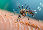 El Niño pode aumentar casos de dengue e chikungunya; entenda