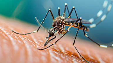 El Niño pode aumentar casos de dengue e chikungunya; entenda