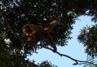 Primata ameaçado de extinção é encontrado em reserva no Espírito Santo