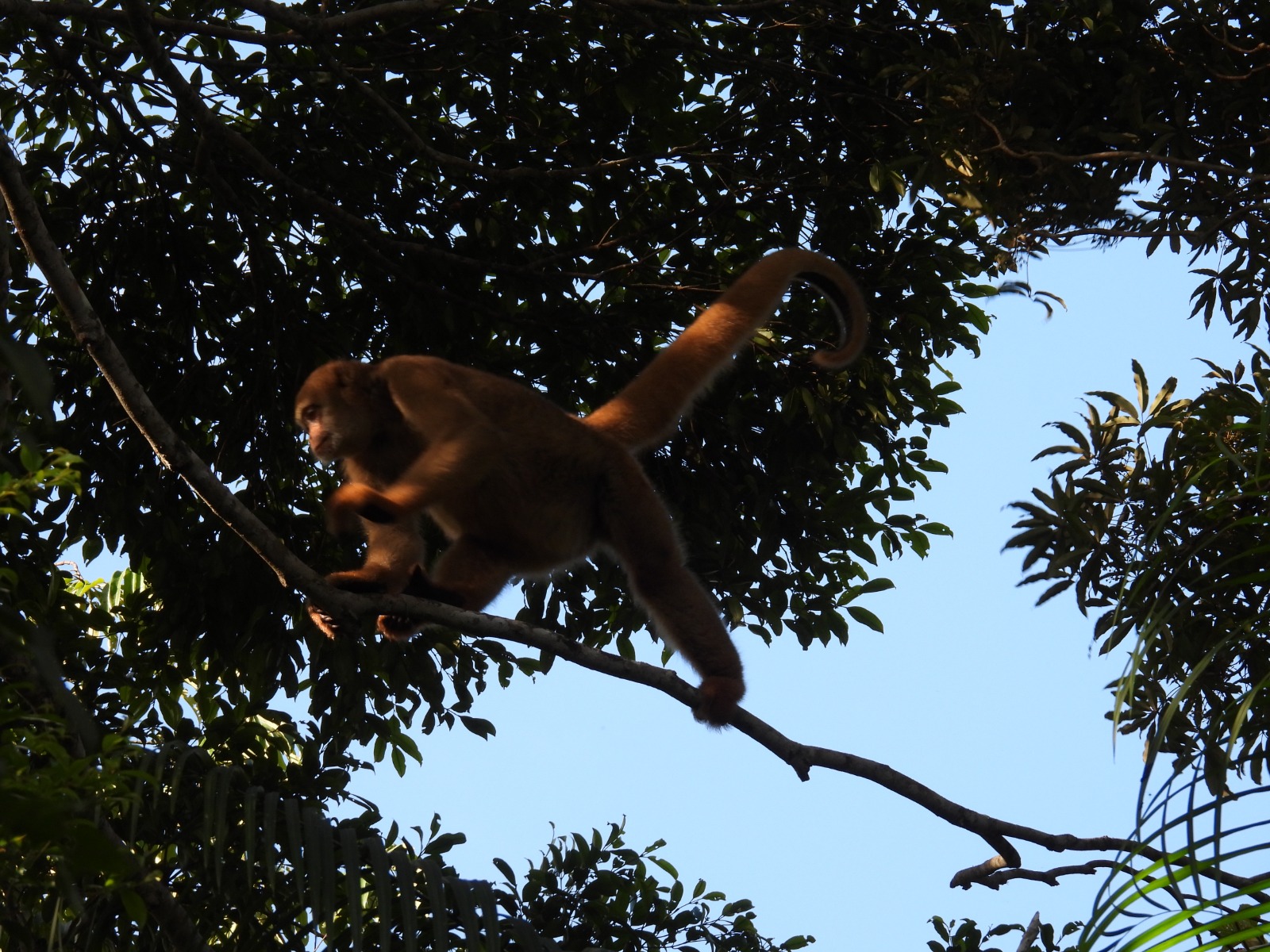muriqui-do-norte no Espírito Santo