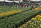 Curso de cultivo de flores abre novas vagas em Muniz Freire