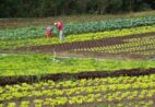 Agricultura familiar e cooperativas: parceria que alimenta o Brasil