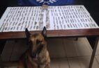 Cão da Guarda Municipal encontra 1,2 kg de maconha em mata de Marataízes