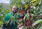 Clones de Coffea canephora serão destaque no simpósio Café com leite em Guaçuí