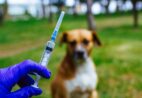 Vacinação antirrábica começa em julho no Espírito Santo