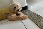 Cachorro desaparece em Cachoeiro durante jogo do Brasil e família pede ajuda