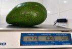 VÍDEO | Produtor colhe abacate de mais de 2 kg em Domingos Martins e quase bate recorde mundial
