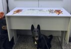 Cão farejador encontra 325 unidades de drogas escondidas em Vitória
