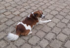 Morte de cachorro baleado em Cachoeiro será investigada por CPI da Ales