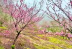 Flores de cerejeira desabrocham em Alfredo Chaves e atraem turistas