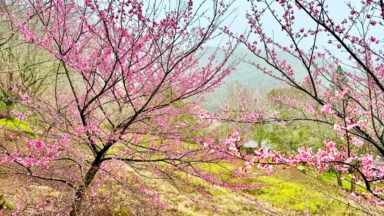 Flores de cerejeira desabrocham em Alfredo Chaves e atraem turistas