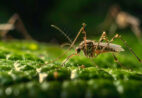 El Niño pode aumentar casos de dengue; saiba como se proteger
