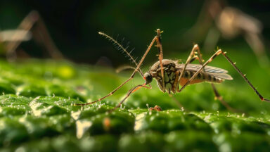 El Niño pode aumentar casos de dengue; saiba como se proteger