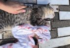 VÍDEO | Gata é baleada em Santa Teresa; CPI busca autor dos disparos