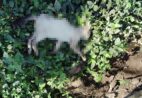 Envenenamento em massa? Gatos são encontrados mortos em Cachoeiro