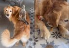 VÍDEO | Família de Castelo viraliza ao mostrar amizade entre golden retriever e galinha