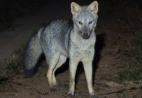 Biólogo registra cachorro-do-mato em reserva no Sul do ES