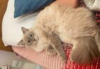 Cadê a March? Família procura por gata desaparecida em Cachoeiro