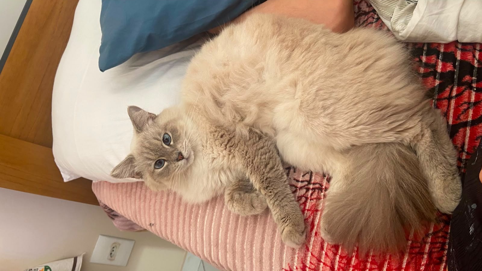 gata desaparecida em Cachoeiro