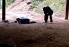 Gato é morto a pauladas em Marechal Floriano; confira o desfecho