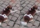 “Meu filho passou mal”, diz tutora após cachorro ser baleado e morto em Cachoeiro