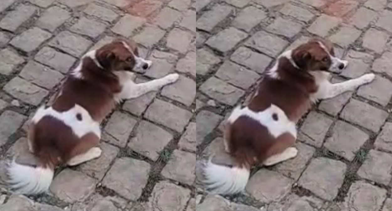 família do cachorro Zeus