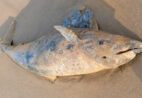 Golfinho é encontrado morto na Praia de Marobá, em Presidente Kennedy