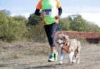 1ª Cachurrida reúne tutores e cães neste domingo em Cachoeiro