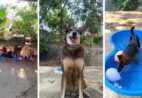 Ar-condicionado, piscina e zero estresse: hotel e creche para cães inova em Cachoeiro
