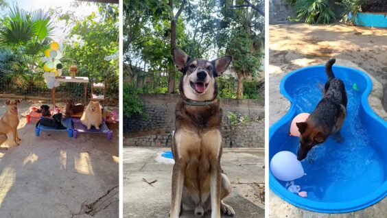 Ar-condicionado, piscina e zero estresse: hotel e creche para cães inova em Cachoeiro