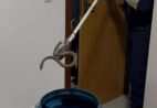 VÍDEO | Serpente é encontrada dentro de quarto e mobiliza Guarda Municipal no ES