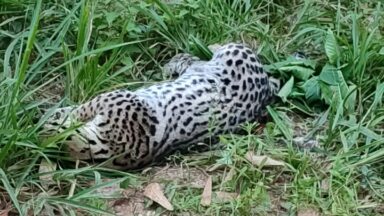 VÍDEO | Jaguatirica é encontrada morta em Venda Nova do Imigrante