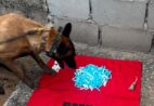 Cão farejador encontra 211 porções de drogas escondidas em mata em Cachoeiro
